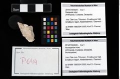 Foto (Objekt + Etikett) von Mundopsidae indet.  (NHMW-GEO-2014-0194-0644)